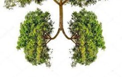 Więcej o: Zielone płuca dla Zamościa